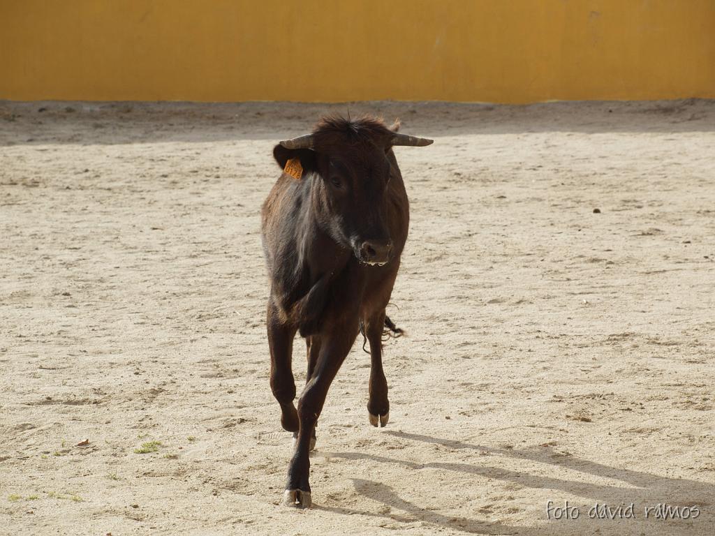 P4251071.jpg